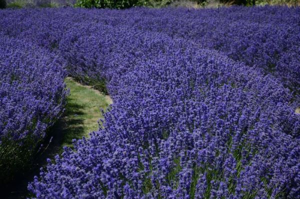 Weites Lavendelfeld in der Provence unter blauem Himmel – blühender Lavendel in sattem Violett, naturbelassene Landschaft, Symbol für Ruhe und Harmonie.