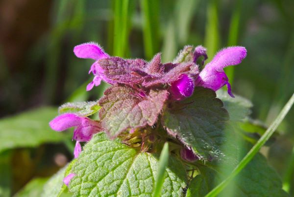 Blühende Zitronenmelisse in Nahaufnahme – frische grüne Blätter und zarte violette Blüten im Sonnenlicht