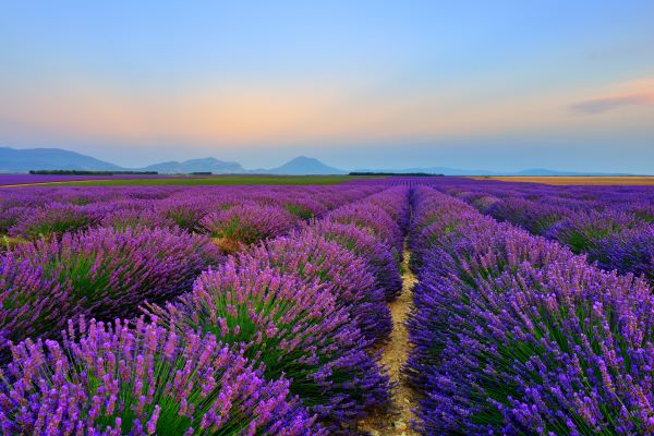 Lavendelfeld in Frankreich zur Gewinnung von Lavendelöl fein bio (Frankreich)