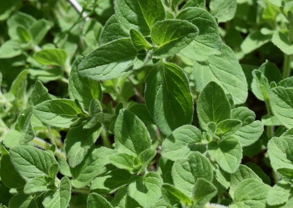 Oregano-Busch zur Gewinnung von Oreganoöl bio - Marokko (ätherisches Öl)