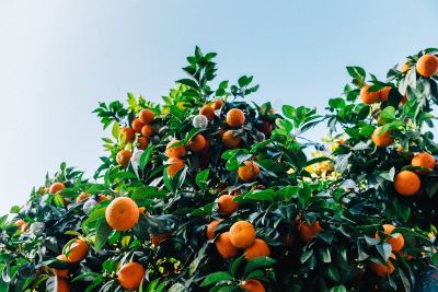 Clementinen am Baum zur Gewinnung von Petit Grain Clementine bio