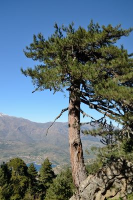 Lariciokiefer auf Korsika zur Gewinnung von Laricio-Kiefer bio (ätherisches Öl)