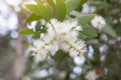 Blüten am Cajeputbaum zur Gewinnung von milde Cajeput extra bio Öl