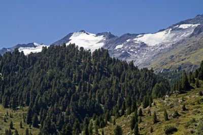 Pinus cembra - Zirbelkieferwald in den Alpen zur Gewinnung von Zirbelkieferöl bio - Pinus cembra bio (ätherisches Öl)