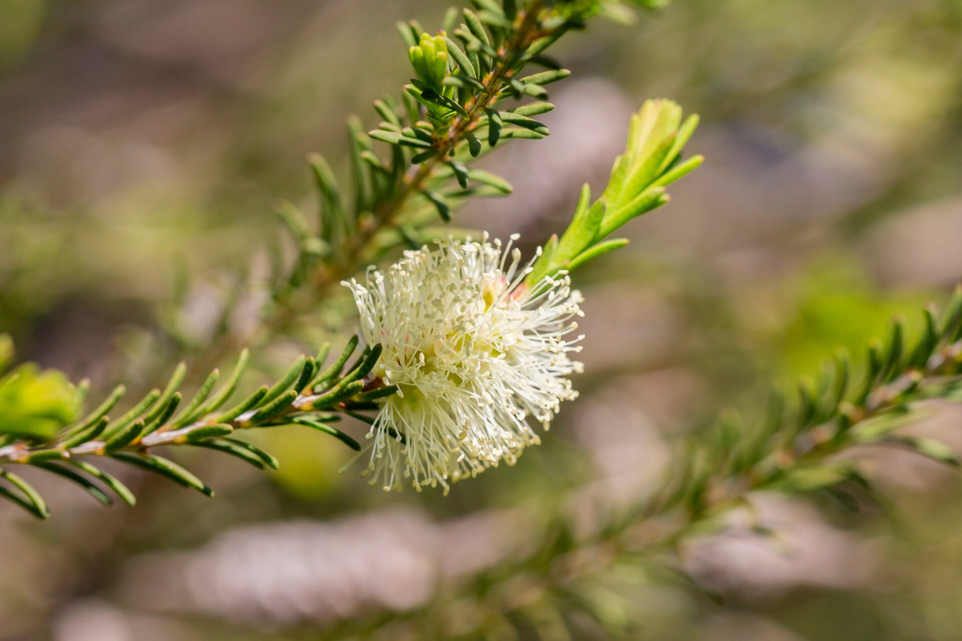 Blühende Teebaumblüte (Melaleuca alternifolia) – Symbol für reines Bio-Teebaumöl