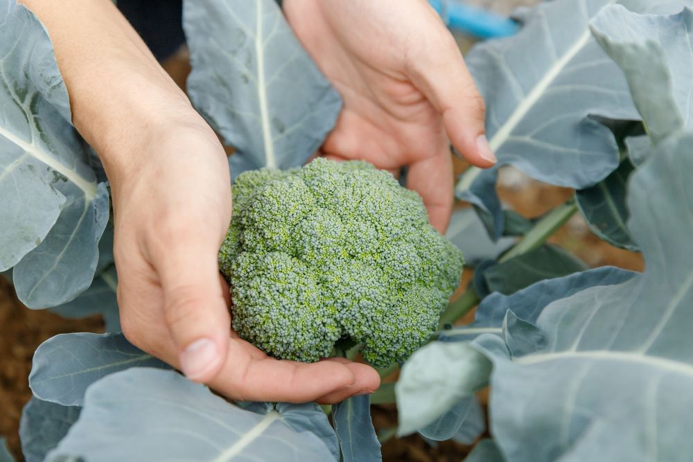 Gardener hand holding broccoli leaf for checking quality in organic farm.