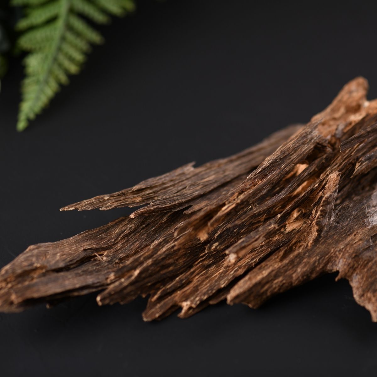 Edle Stücke von Agarwood (Adlerholz) – dunkles, kostbares Oud-Holz als Grundlage für das ätherische Öl Oud Harmonie.