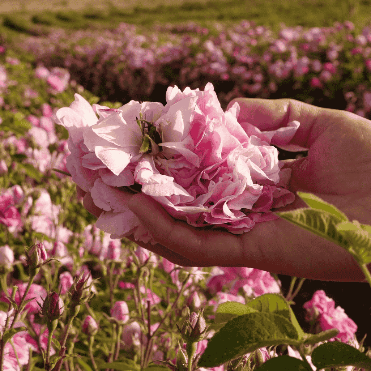 Hand pflückt frische Damaszener-Rosenblüten in einem Rosenfeld in Marokko – Ursprung des Bio-Rosenhydrolats von ESSENCE-PUR