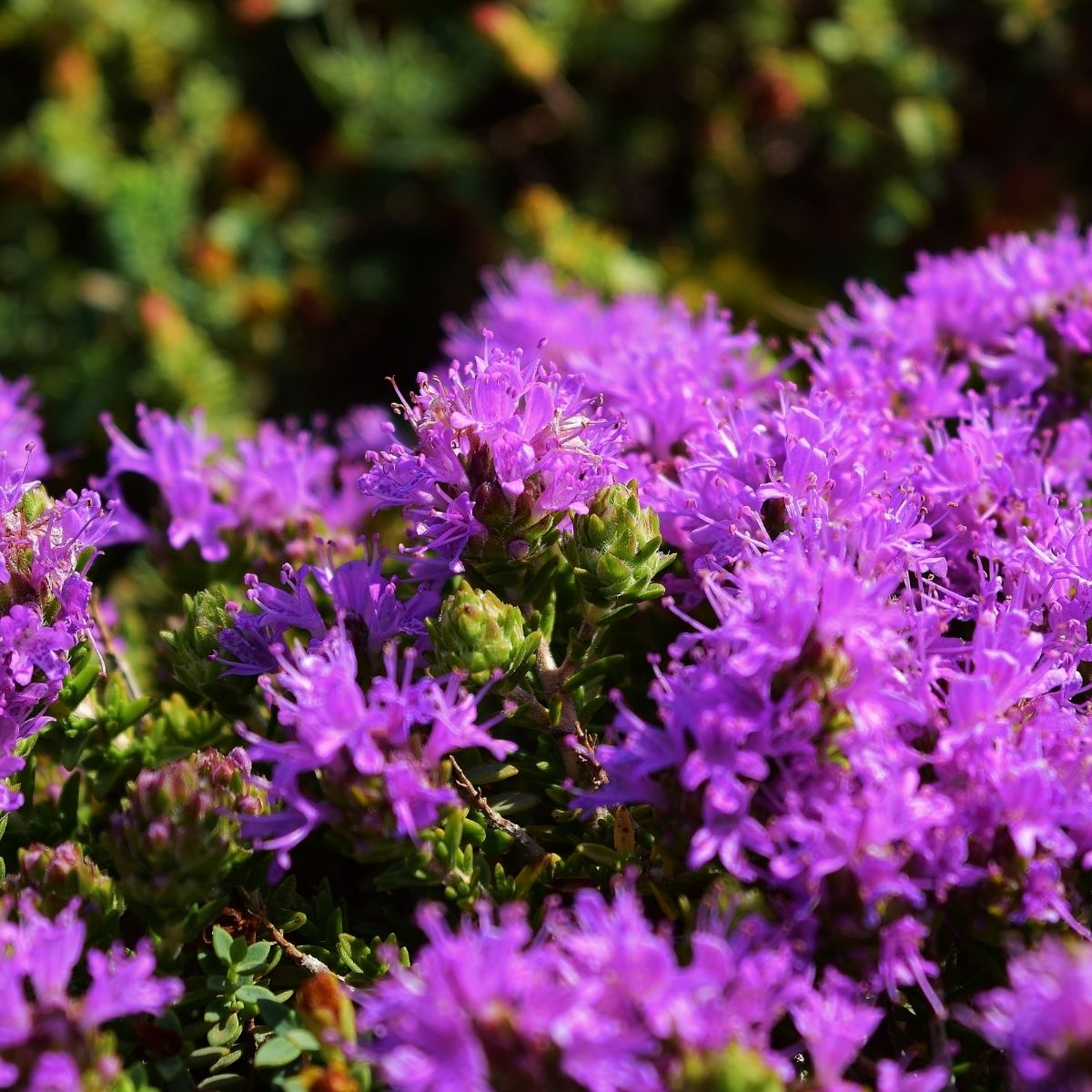 Blühender Thymus capitatus mit violetten Blütenständen – mediterrane Heilpflanze aus Spanien