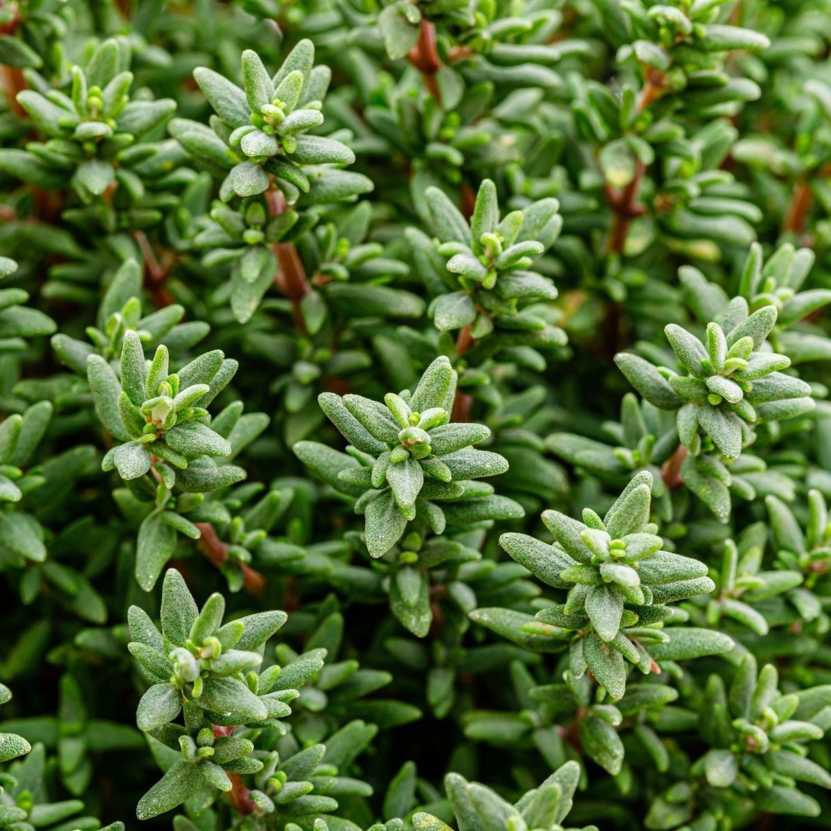 Frische grüne Triebe von wildem Thymian (Thymus vulgaris CT Thuyanol) – Grundlage für unser mild-würziges Thymian-Hydrolat Thuyanol bio