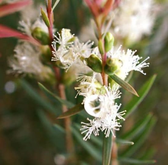 Blühende Teebaumblüte (Melaleuca alternifolia) – Symbol für reines Teebaumöl bio