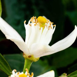 Blüte von Neroli-citrus-auranticum-amara zur Gewinnung von Neroli bio 100% (Neroliöl)
