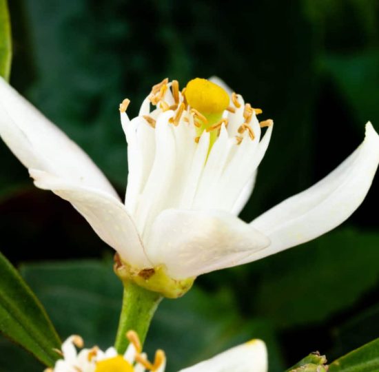 Neroli Citrus Blüte zur Herstellung von Neroliöl