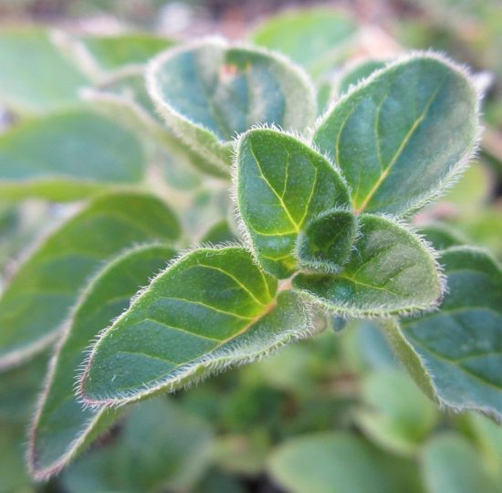 Oregano: Herstellung von Oreganoöl