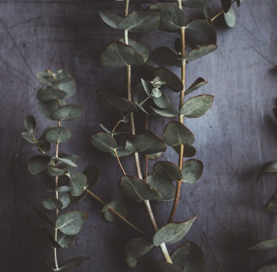 Ätherisches Öl aus Eukalyptus