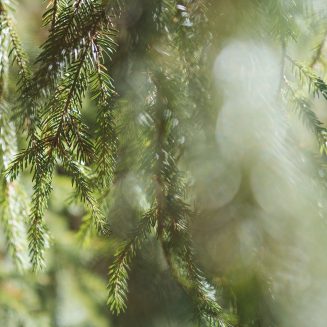 fichtenöl-lexikon-1