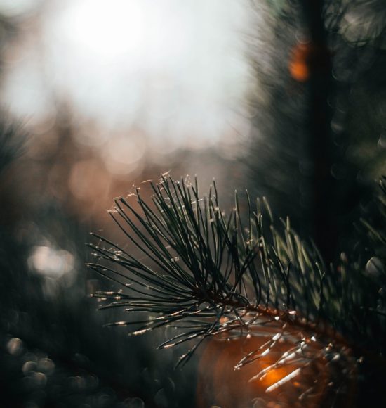 fichtenöl-lexikon-2