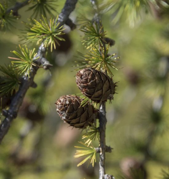 herstellung von Kiefernöl aus Kiefern