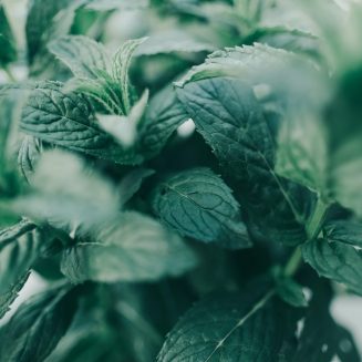 Ackerminze zur Herstellung von Minzöl