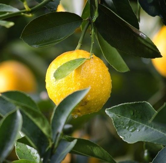 Ätherisches Zitronenöl